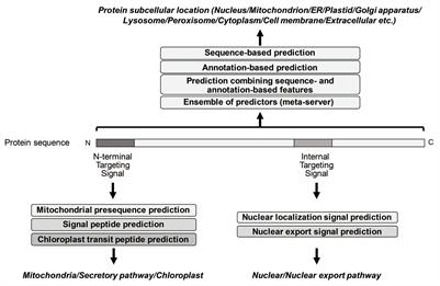 Tools for the Recognition of Sorting Signals and the Prediction of Subcellular Localization of Proteins From Their Amino Acid Sequences